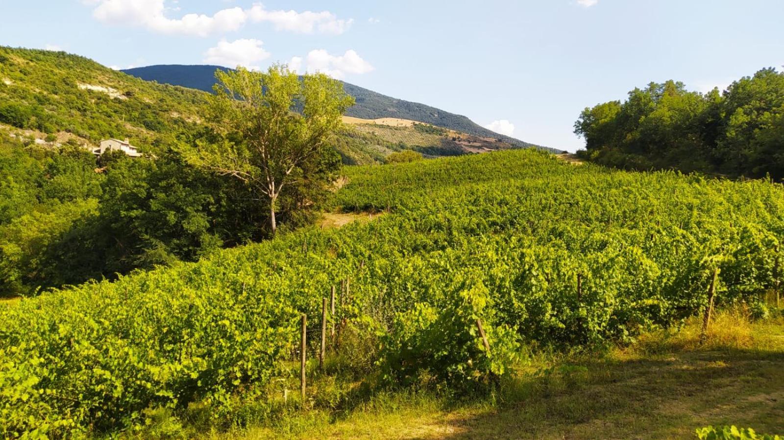 Aparthotel Re Artu Assisi Country Lifestyle Exterior foto